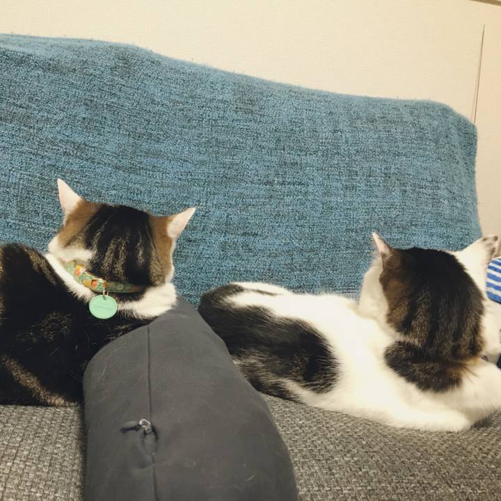 2abf4bd5 cb73 4532 8db6 a74a71bfe3af 1528008276545