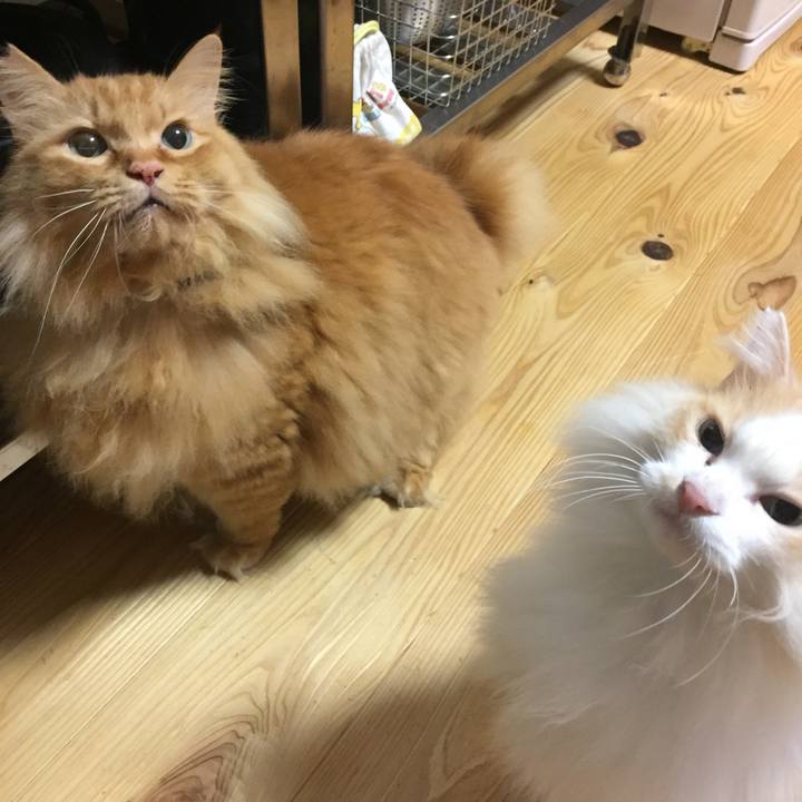 2ac04a24 f981 4fbd 9b92 45150bbc43d0 1602108080967