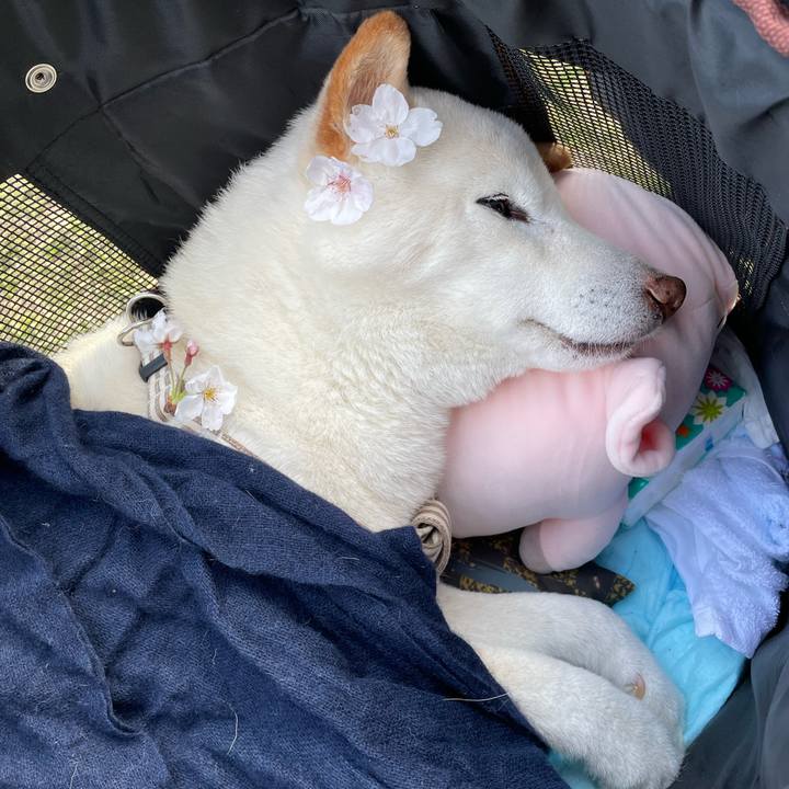 2ac19669 7cf1 4055 9898 7d45b3c89670 1649177288250