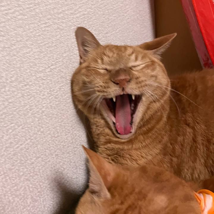 2ac3f460 36b7 4ab7 95e6 67c0a8631c62 1763294790075