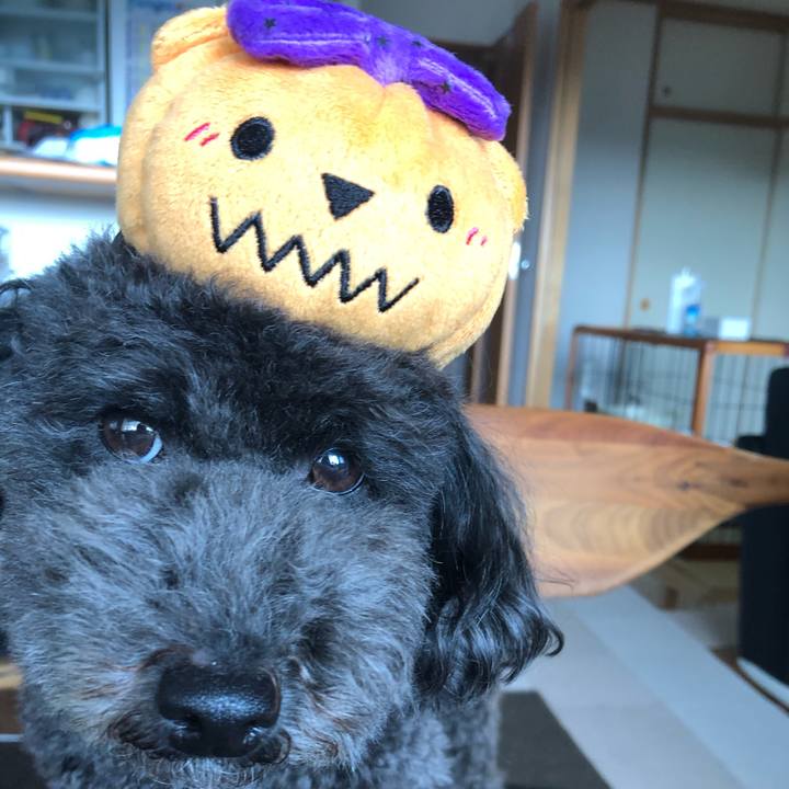 2ac61dd8 9268 4d0f a8ce 102d6eb2588d 1604049201416