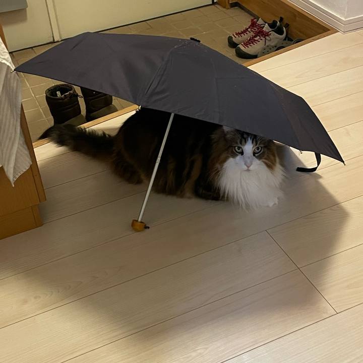 2ac7d499 535d 412c 84be 7d26ea3a975c 1765224593790