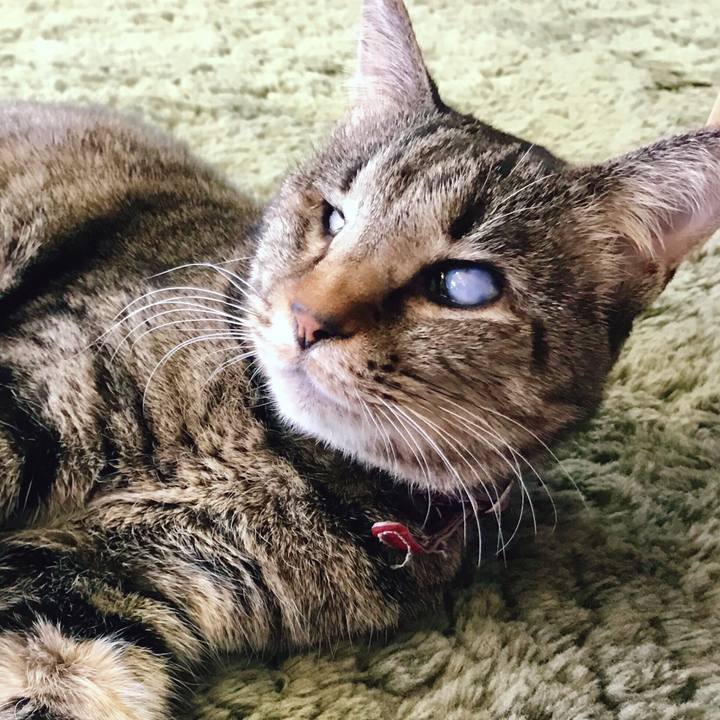 2aca21f0 1d36 4eb5 926d 58a378179ca2 1517630472768