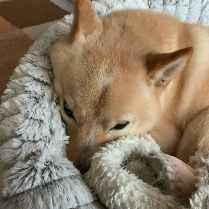 2acc3f7d 0e92 495c 85ed 52d116b19187 1636586977411