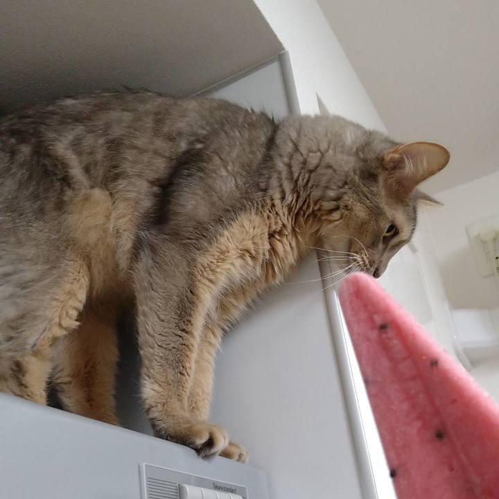 2acd88b8 abf1 4daf 93b0 4f50e064768b 1626578611411