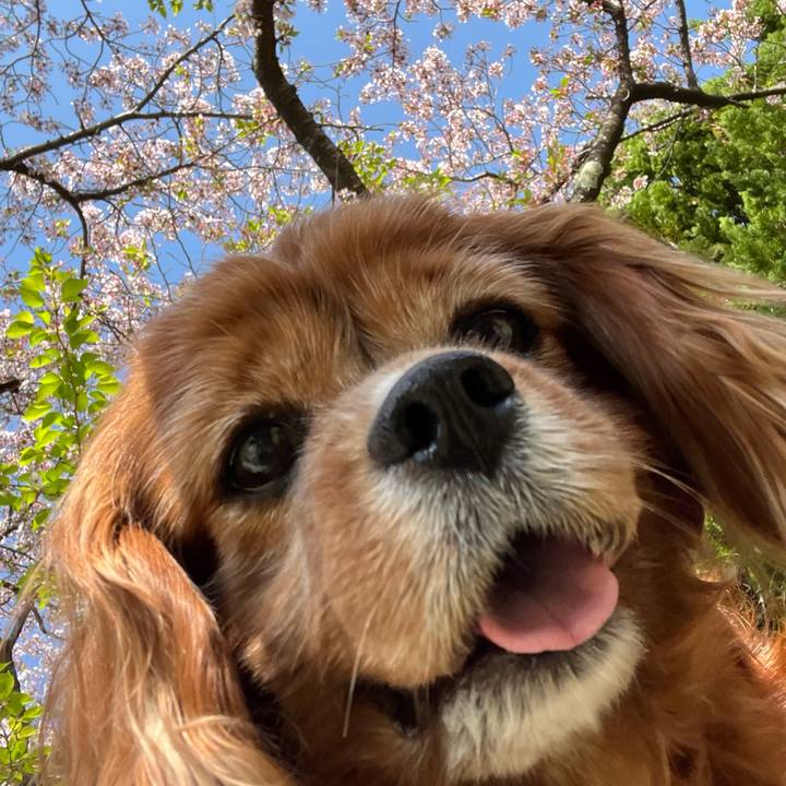 2ace7d3f e819 4fe4 8b08 39fce02eec30 1713054003915