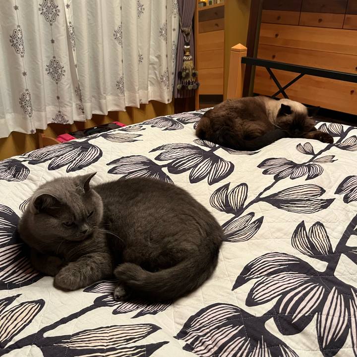 2acf78e6 865b 4d21 a678 e7cf450da18e 1729770175003