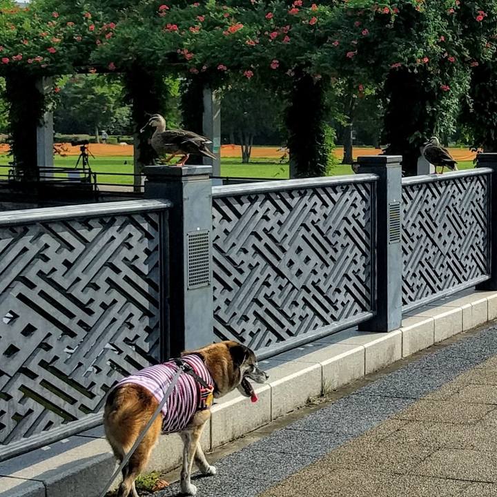 2ad00021 6849 4df4 8322 3a7644241fc2 1532042913814