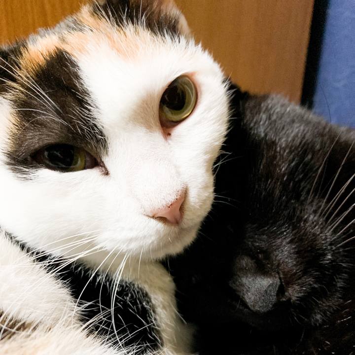 2ad0eca4 8aad 49b1 90eb f6b24f29e4dc 1545783113082