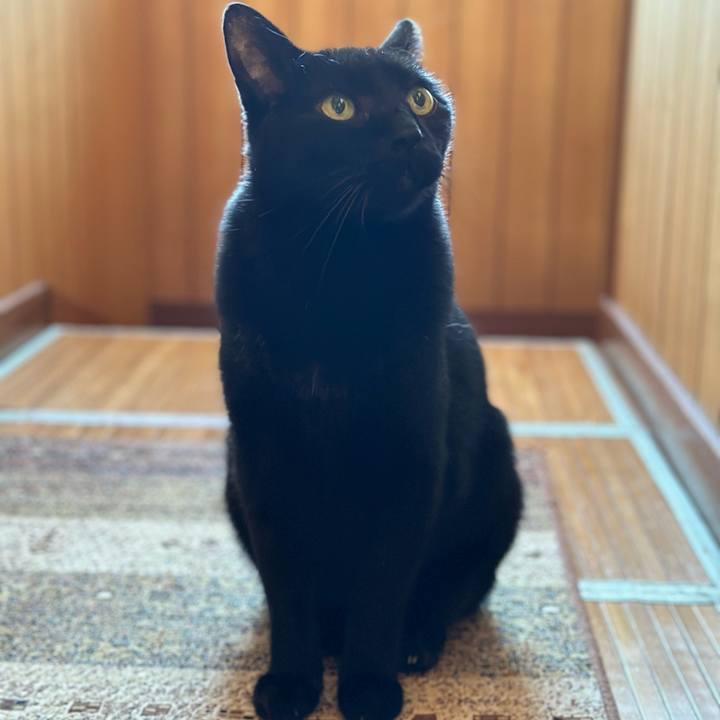 2ad123b7 6de3 4bcc 8fb4 0a4273cbe2d3 1667443072008