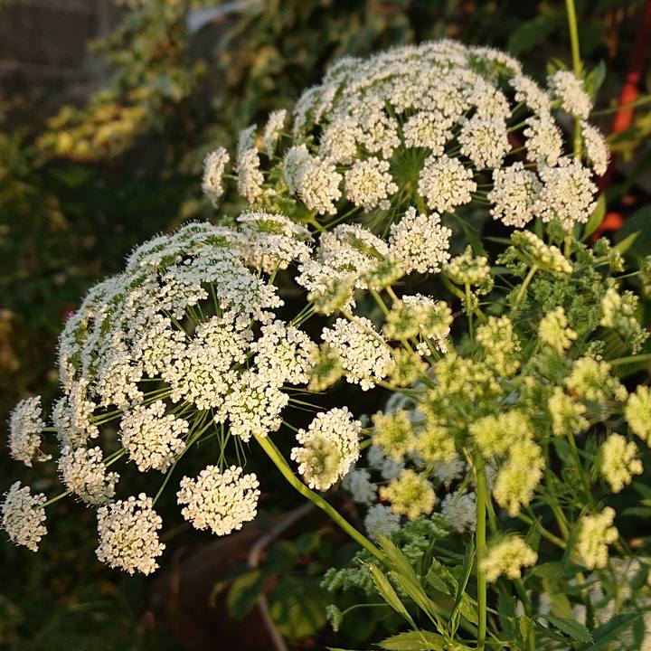 2ad15d24 da36 43aa 9f41 5bac317e3b7d 1622472312128