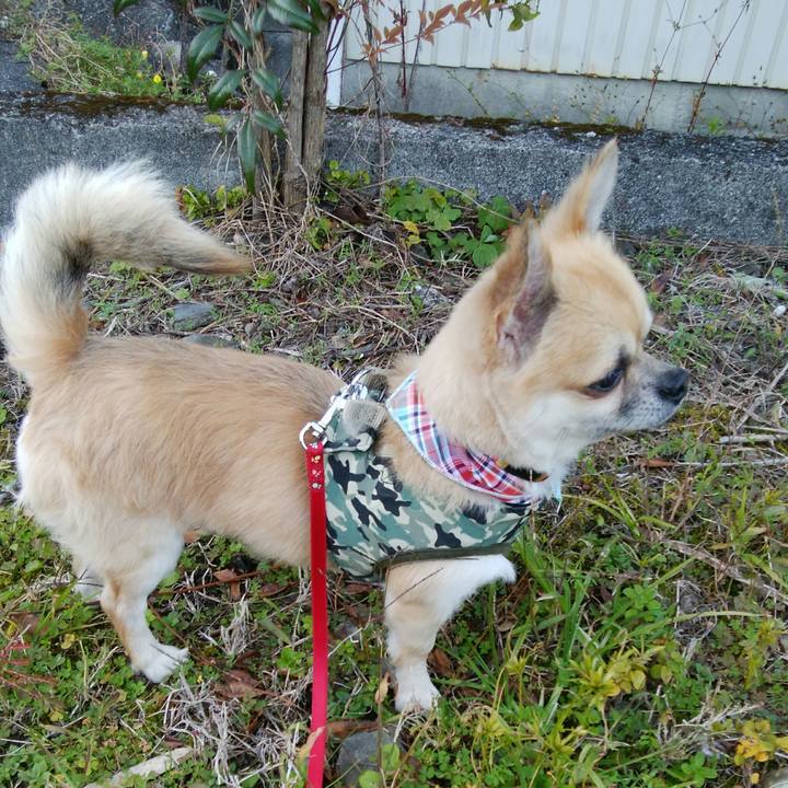 2ad1c18e 5ed6 43d7 afd9 a52282b1f312 1510731869756