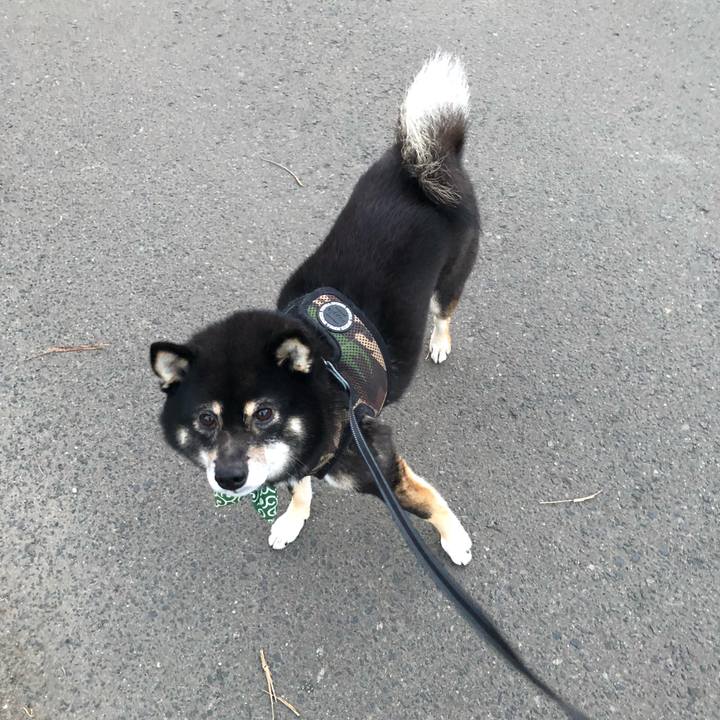 2ad2a028 1489 47f6 a5de fa9d9edea68a 1540104329543