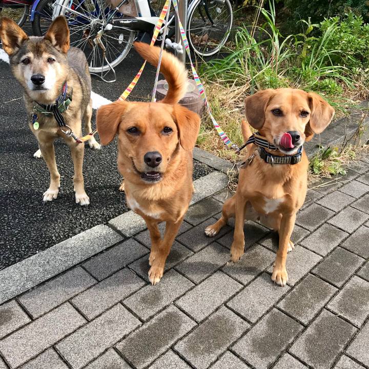 2ad60bb5 3ac3 4a21 a0fd a5d4d78e3332 1542023823844