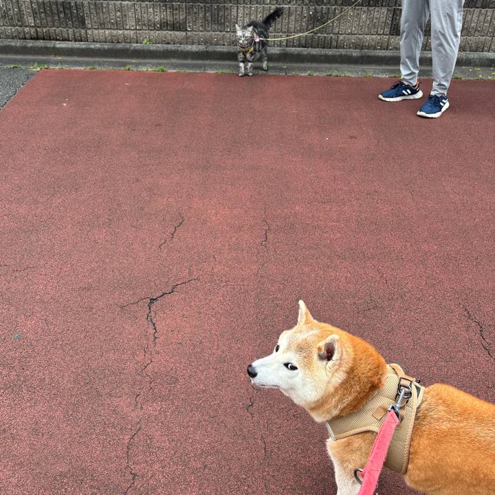 2ad614c5 b1a9 4d6c 84af e70543df1f51 1750112353885