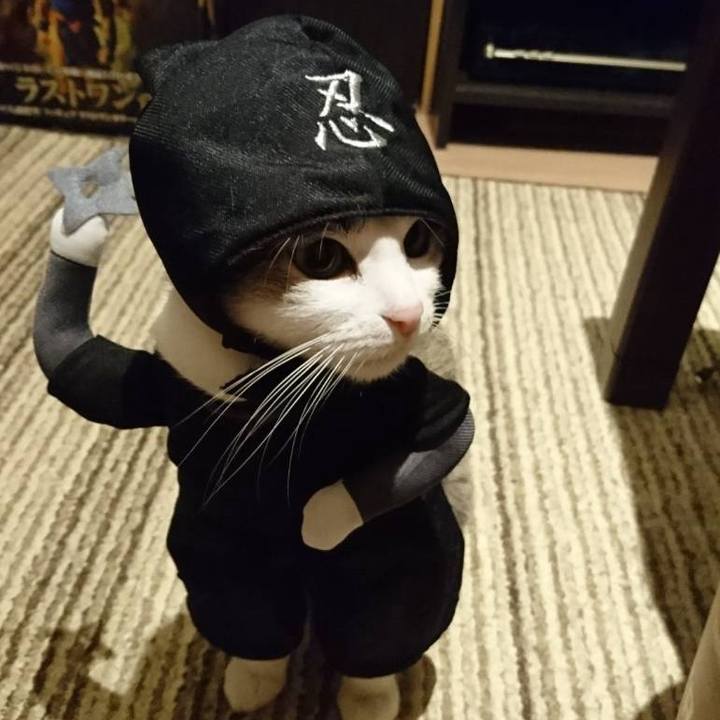 2ad87f90 6ab6 472a 841a 36b947a82241 1730371544604