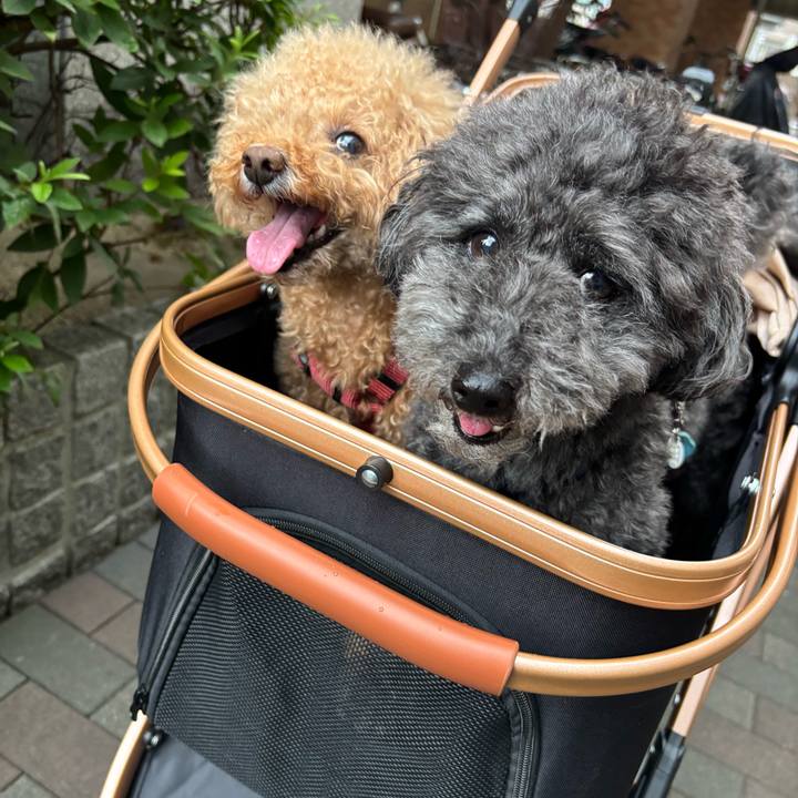 2adcda86 e4d3 45f8 9508 2206ac98adef 1750917664162