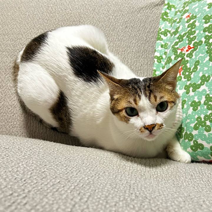 2adda183 f76c 415c aa18 9dec93eaa896 1760049689717