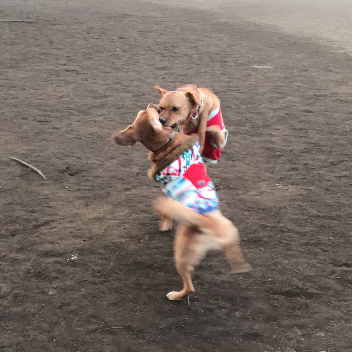 2ade6211 671f 410a bb2c 8db4339fb8e8 1554290398342