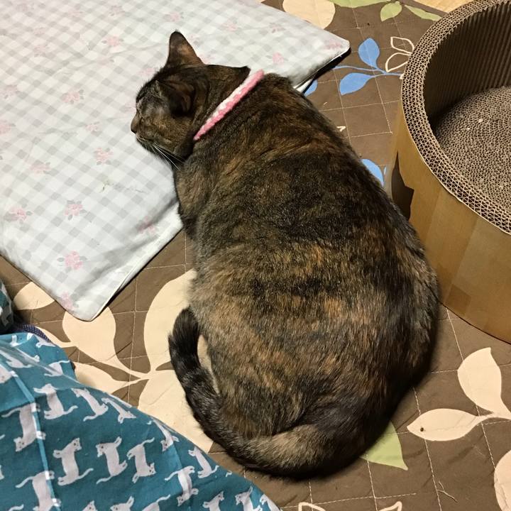 2ae1c57c 254f 46aa ab5d 0d6afee95821 1744017584739