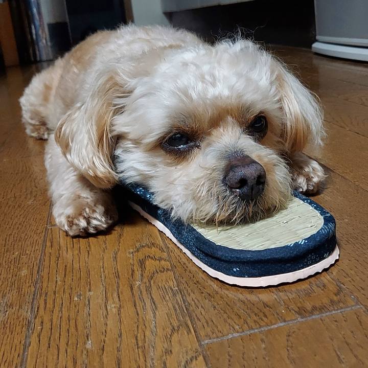 2ae2f8ec 5f00 420d 910b 2e88d5bdd88a 1687002774128