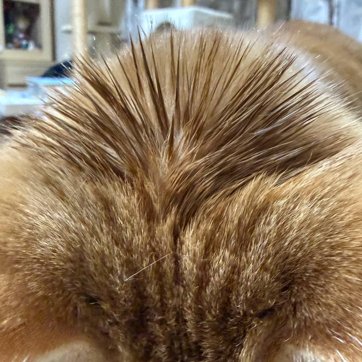 2ae4129a 425c 44fc a45f 0344bb8bb505 1761402544940