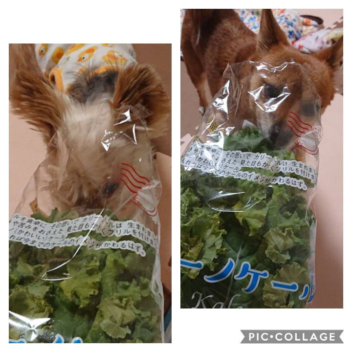 2ae57c4a cd72 4929 9906 90babee5288f 1573905486155