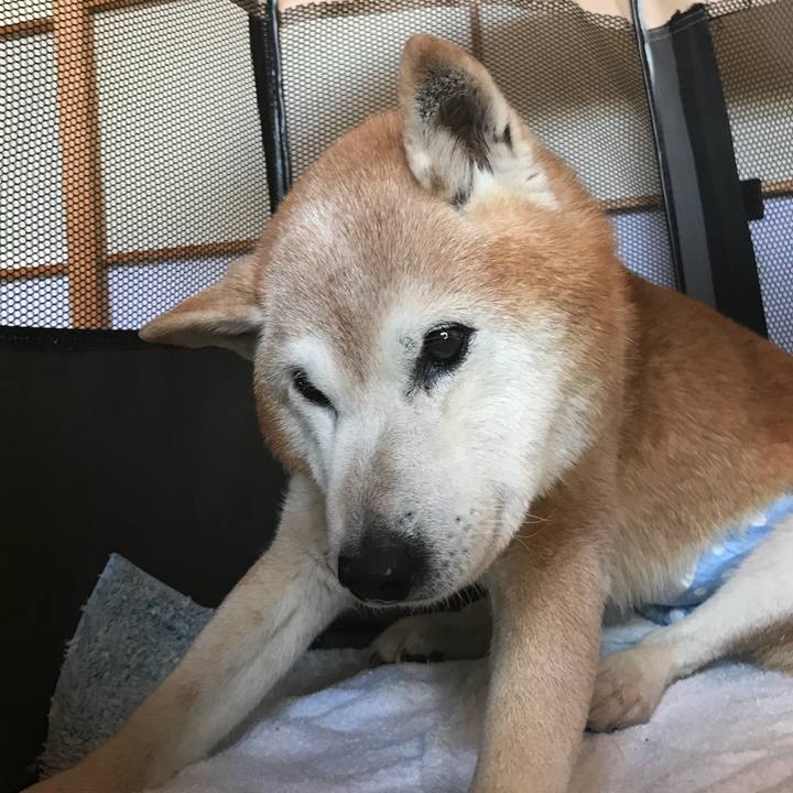 2ae8b5b7 915a 41bc adea 73865194c4ac 1524462660912