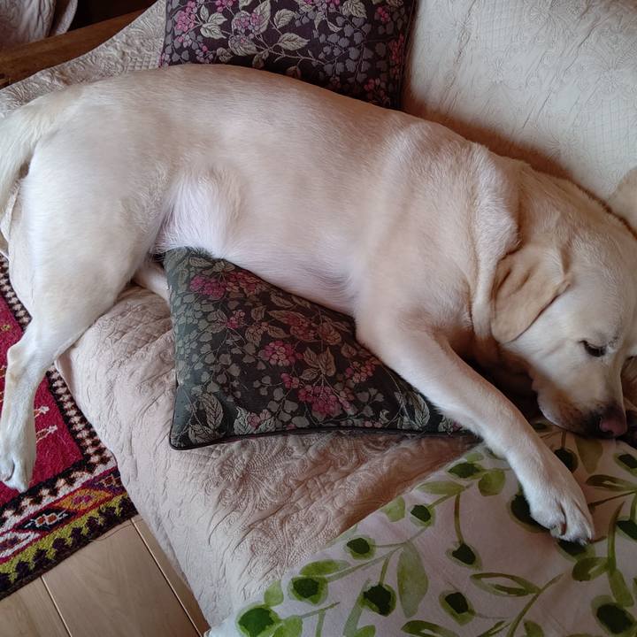 2ae974bc 1070 429c 88f6 d761572a7d51 1591496628860