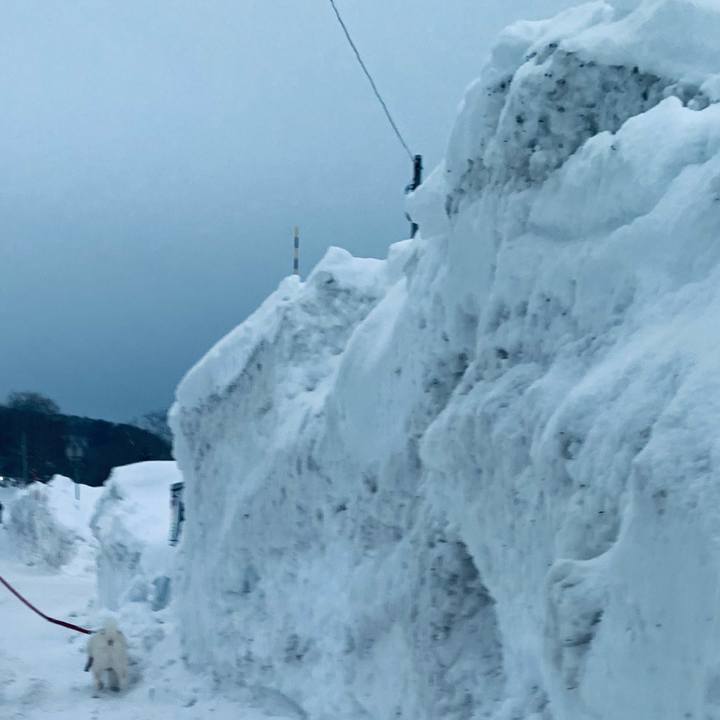 2aed9175 1949 4015 973f d4d2dcf38d4a 1674107554234