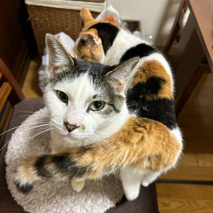 2af33666 755f 4ca8 81c7 818a68edd144 1712188884728