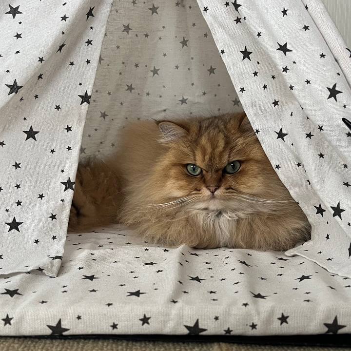 2af60d72 51fc 4ece 92a6 7e709c5d8026 1652577341866