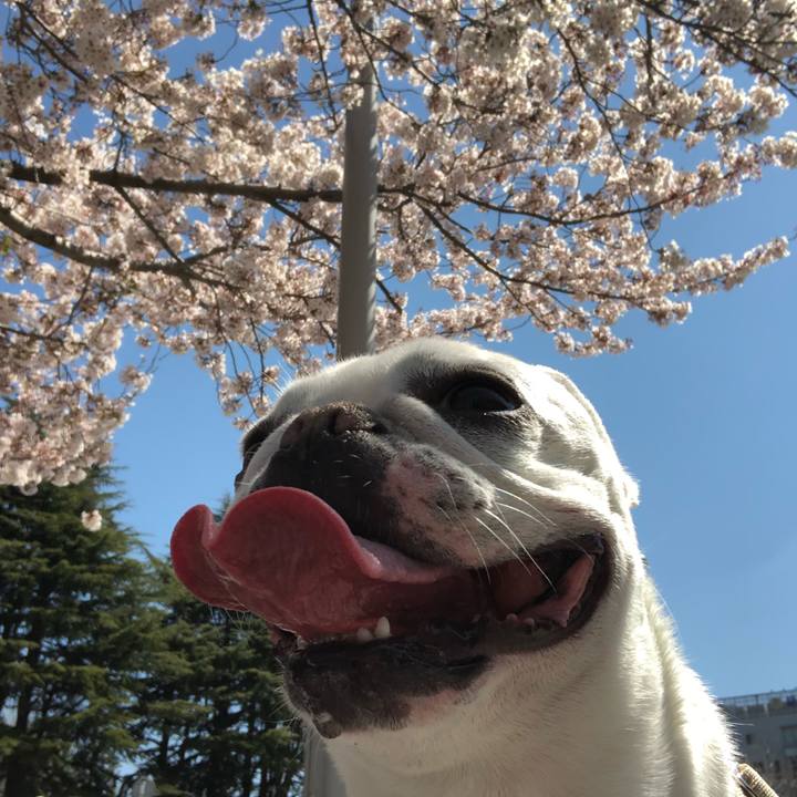 2af927f4 78a3 46fc a5ef 7f37d028cc71 1555135975709