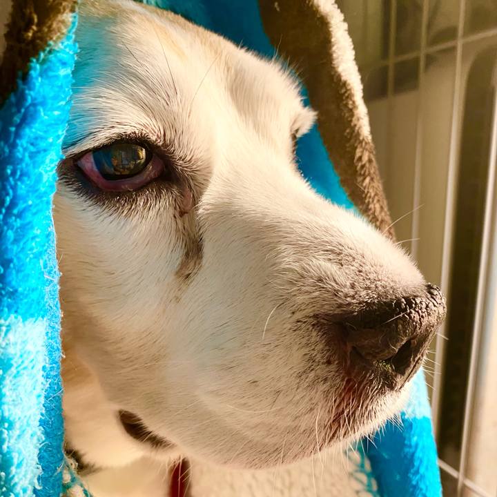 2afb30c7 eea0 4129 86fb 213b57cbabf6 1669040172875