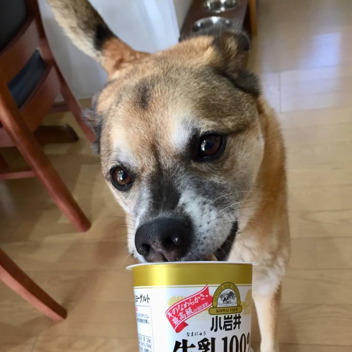 2afb5263 17c9 4a2c 8cc5 66a960e2e6f0 1544931486892