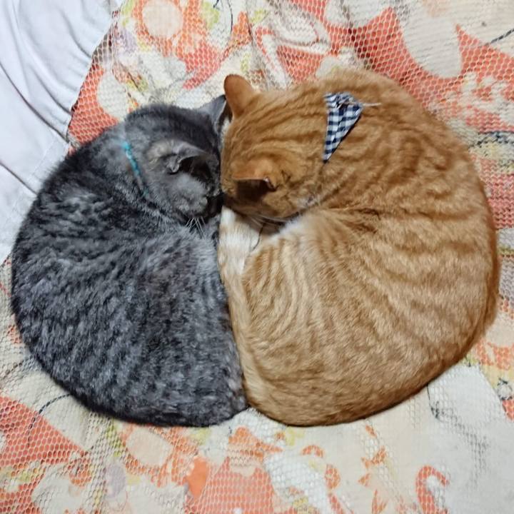 2afb8187 c42d 4fb5 81b5 78bbc8c7ed51 1605783788100