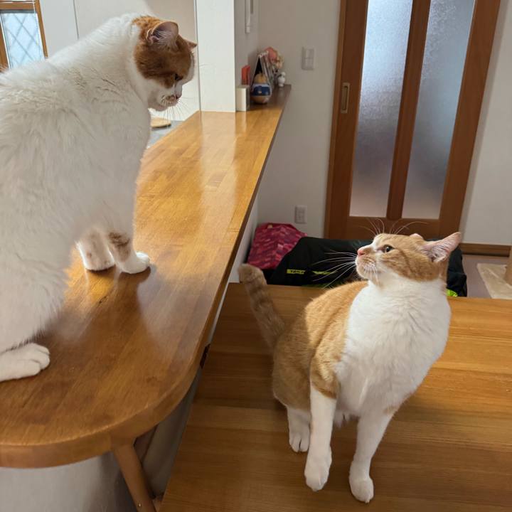 2b00db21 cb2b 4196 8bca 896efda5cc6f 1774842002966