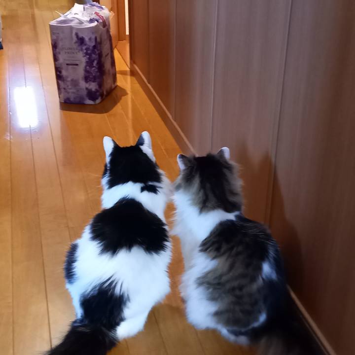 2b02a32a fc5b 4f45 865a cee9e02d3778 1623829251626