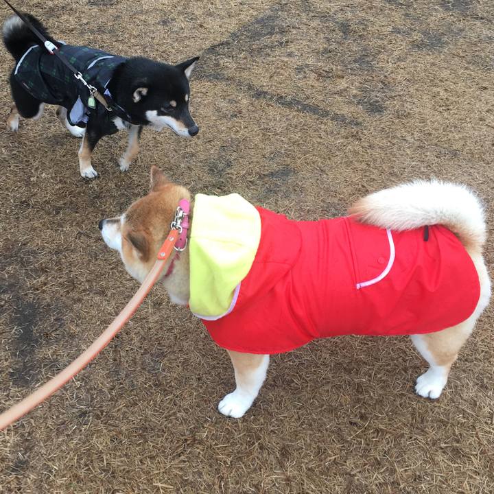 2b0525da efcc 4a48 83d1 077fd55bcb02 1574491082295