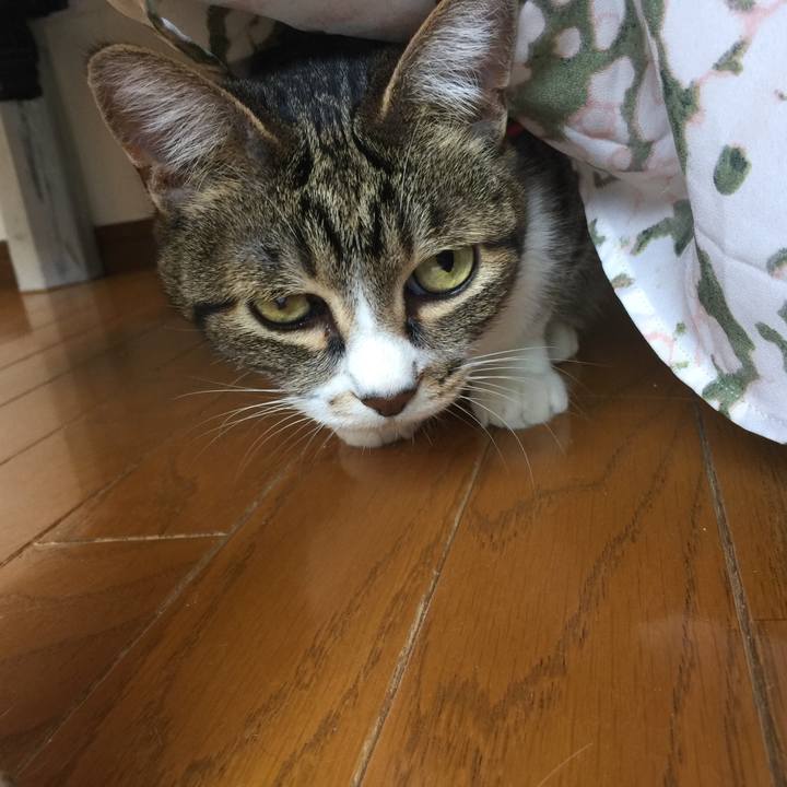 2b07db61 8449 4e0d 864c a3ed772dd39f 1558754948472