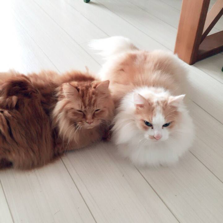 2b0a1bc6 26ae 4f5d b4a9 a719da7dfb29 1510263016357