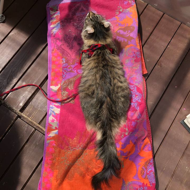 2b0b939b 790b 4f3e 8e03 21cba1bd3a91 1526868138332