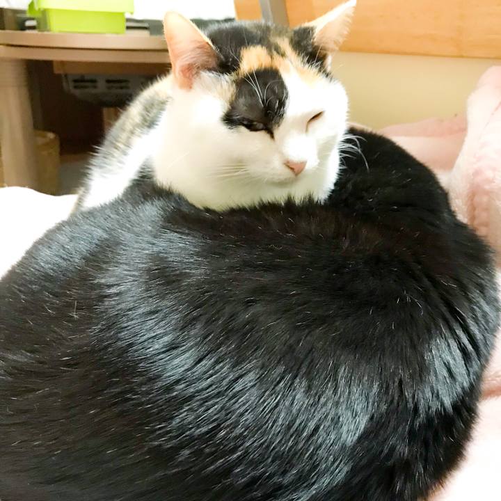 2b0c6b6b 3ad7 42cc 8554 8aa2479b26eb 1513642743385