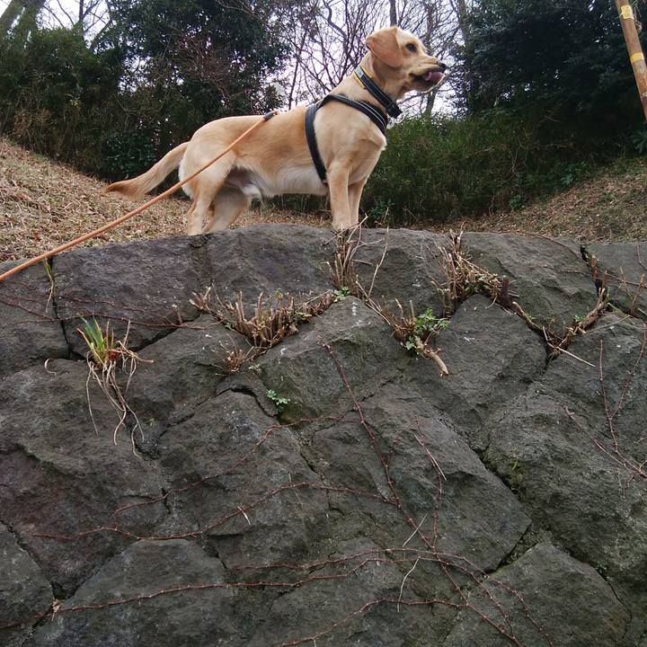 2b0c9539 9291 448f a33a 827bc70fce0f 1516416064594