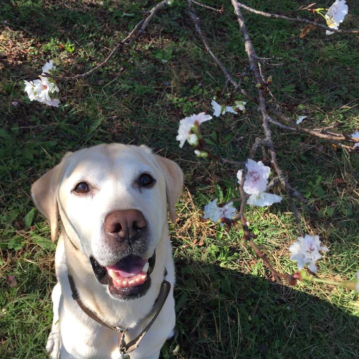 2b0de290 e59a 4066 b018 637495097d7d 1540895005373