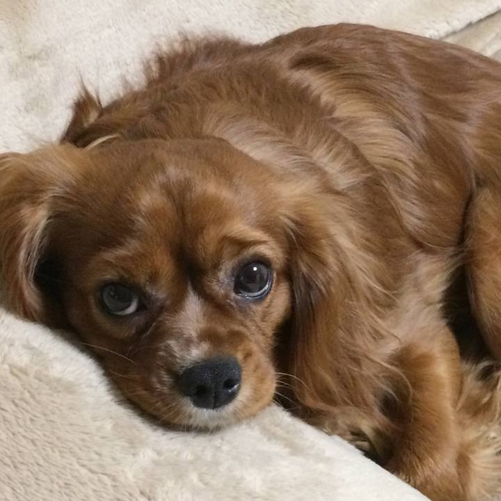 2b0f497e ce3e 4c7d 85fb 8bd35c71834c 1520634976073