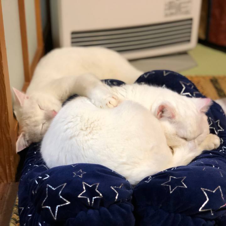 2b0fe1aa 3b73 442a 804c 2487b32033eb 1546442788223