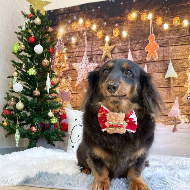 2b10434a b7b0 4d18 ab84 936311bc8044 1733888837369