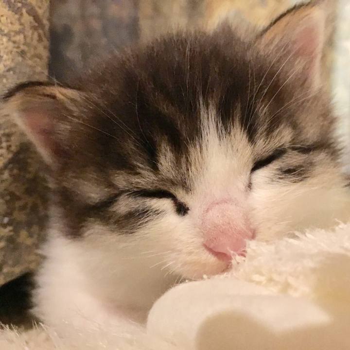 2b112eca 744a 4378 ab62 accd506df02c 1519256460688