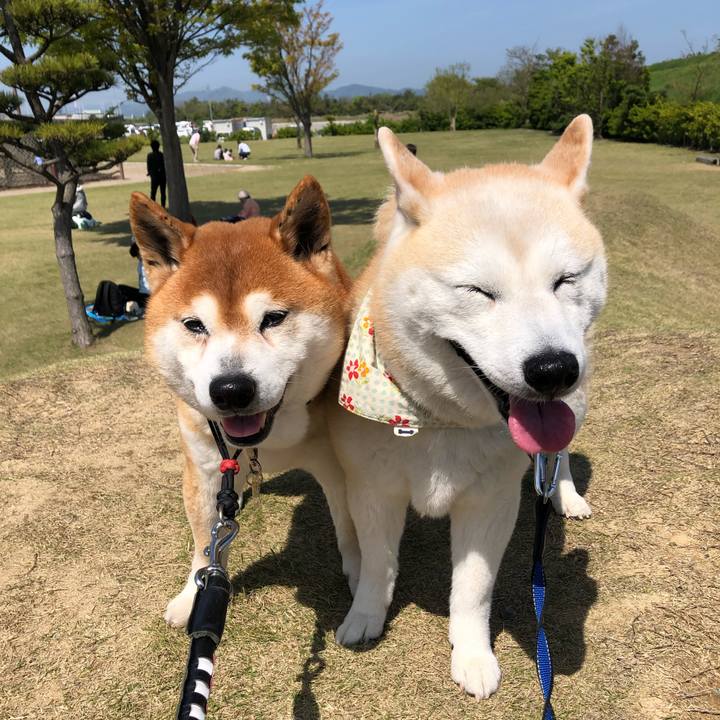 2b16d8a7 329d 4cd4 b58a 262306a109f6 1557097905755